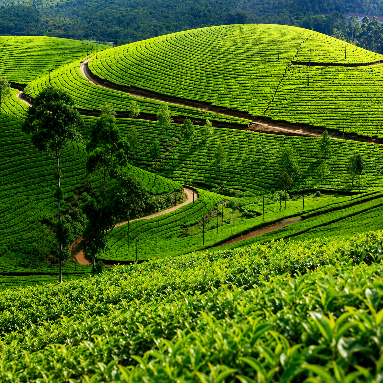 njp to darjeeling car fare