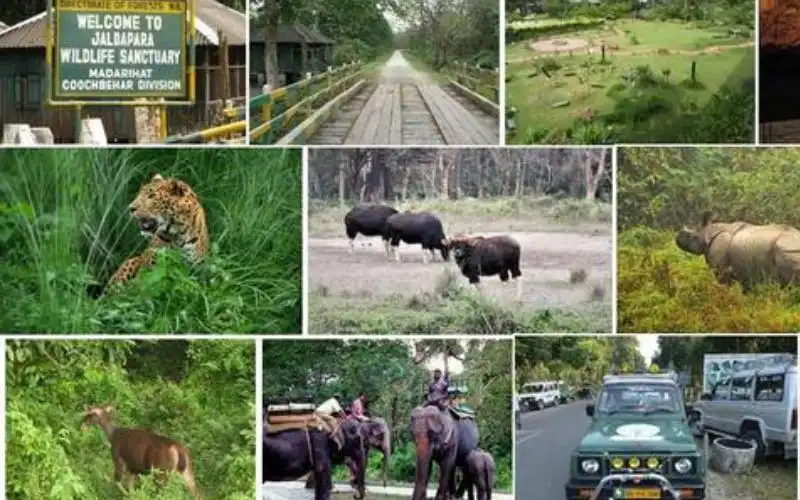 Wild Pulse: Jaldapara Jungle & Buxa Escape