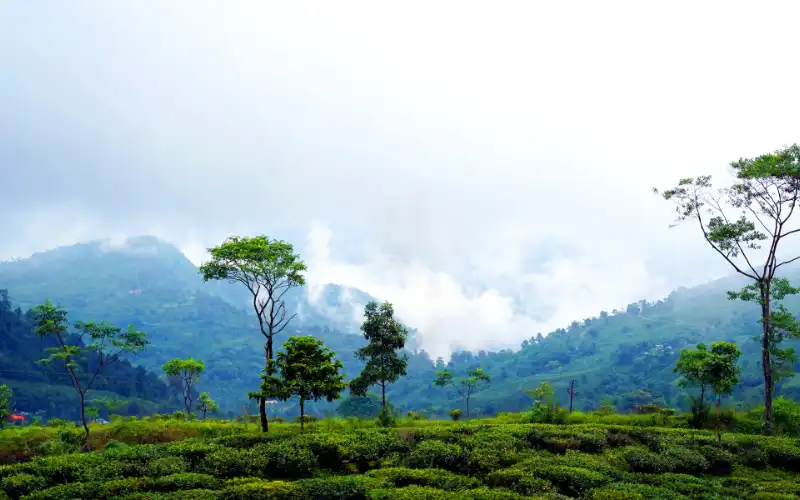 Himalayan Harmony: Darjeeling & Kalimpong Retreat