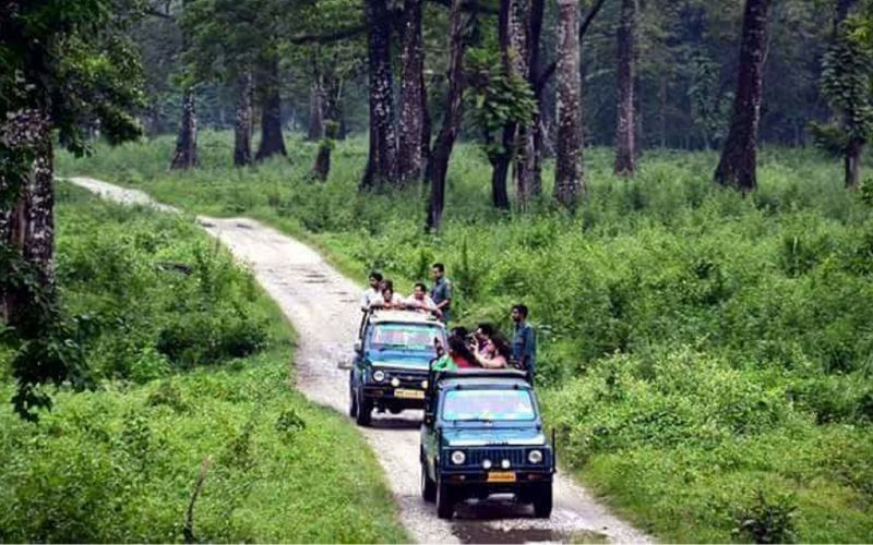 Wild Retreat: Gorumara Forest & Foothills Tour