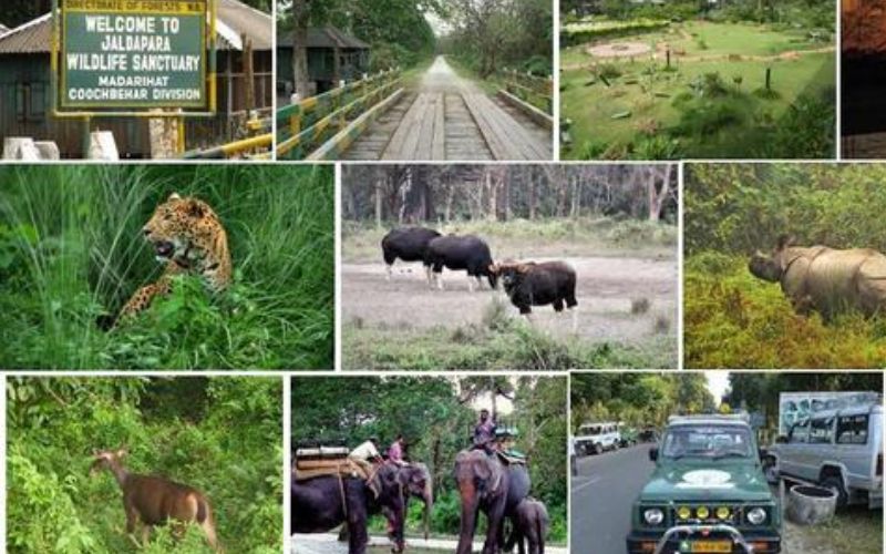 Wild Pulse: Jaldapara Jungle & Buxa Escape